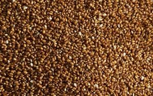 Teff Flour & Grains