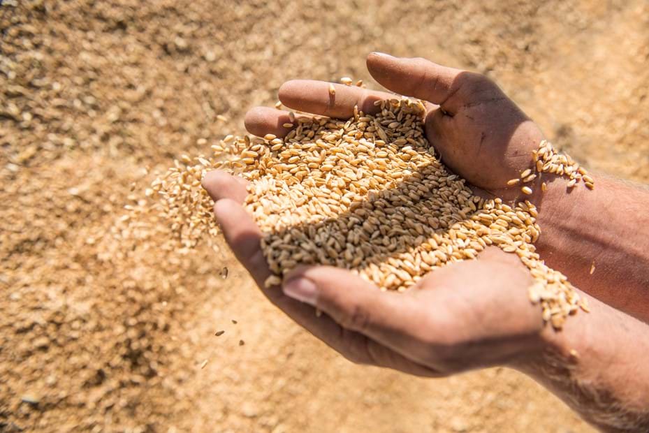 Ardent Mills Announces New Corporate Social Responsibility Program with First Report - Image