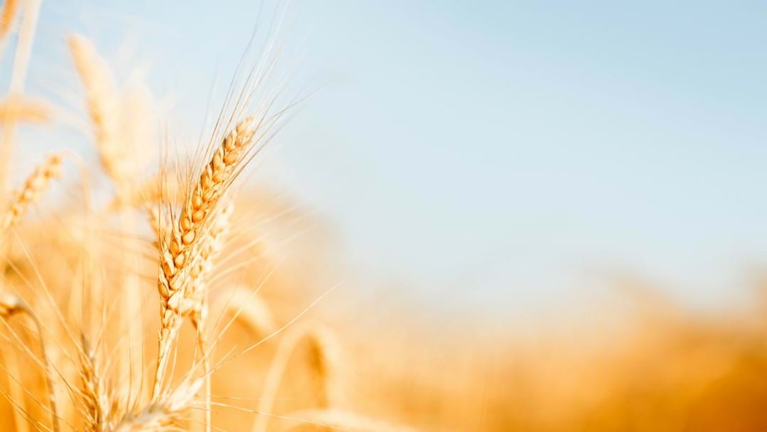 Celebrating Black History Month - Image