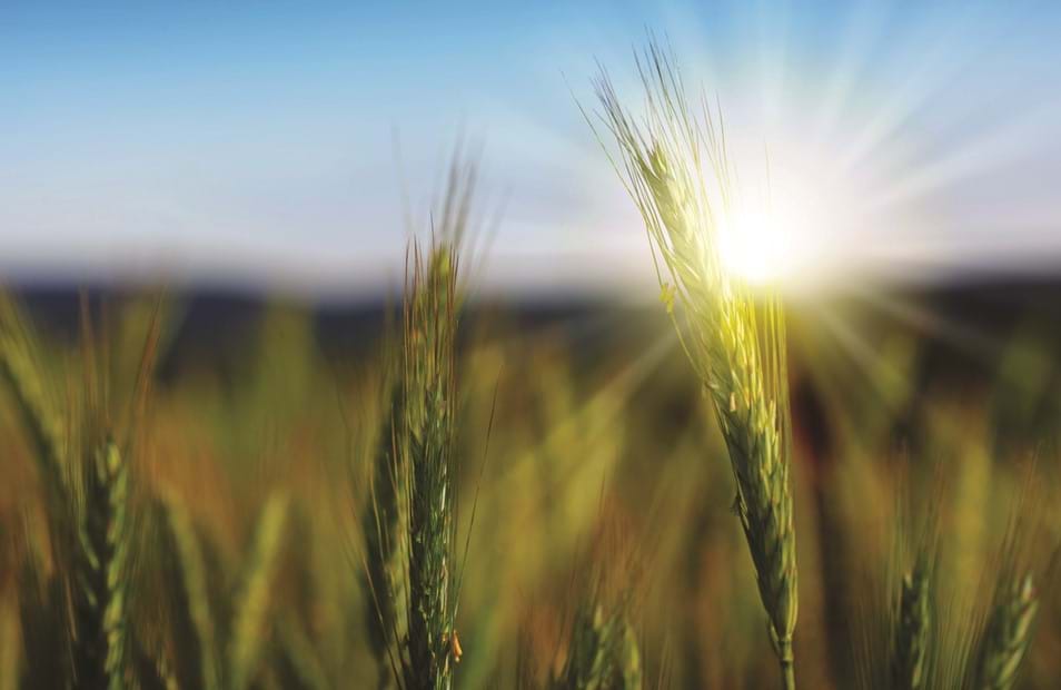 Ardent Mills Releases Sustainability Report - Image