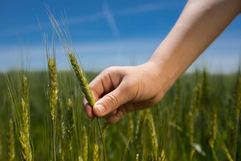 Ardent Mills Advances Regenerative Agriculture Program in Partnership with Nutrien Ag Solutions - Image