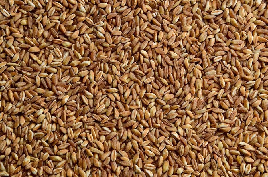 Spotlight on Spelt: The Rising Popularity of an Ancient Grain - Image