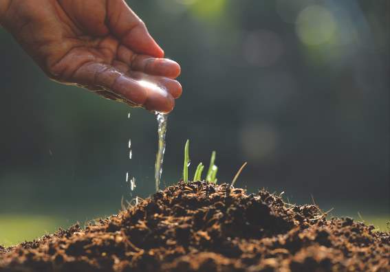 Hand watering wheat plant